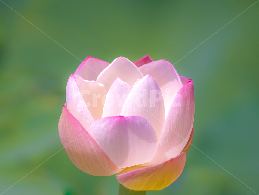 연,연꽃,불화,꽃,식물,자연,식물,자연,plants,nature,꽃,flower