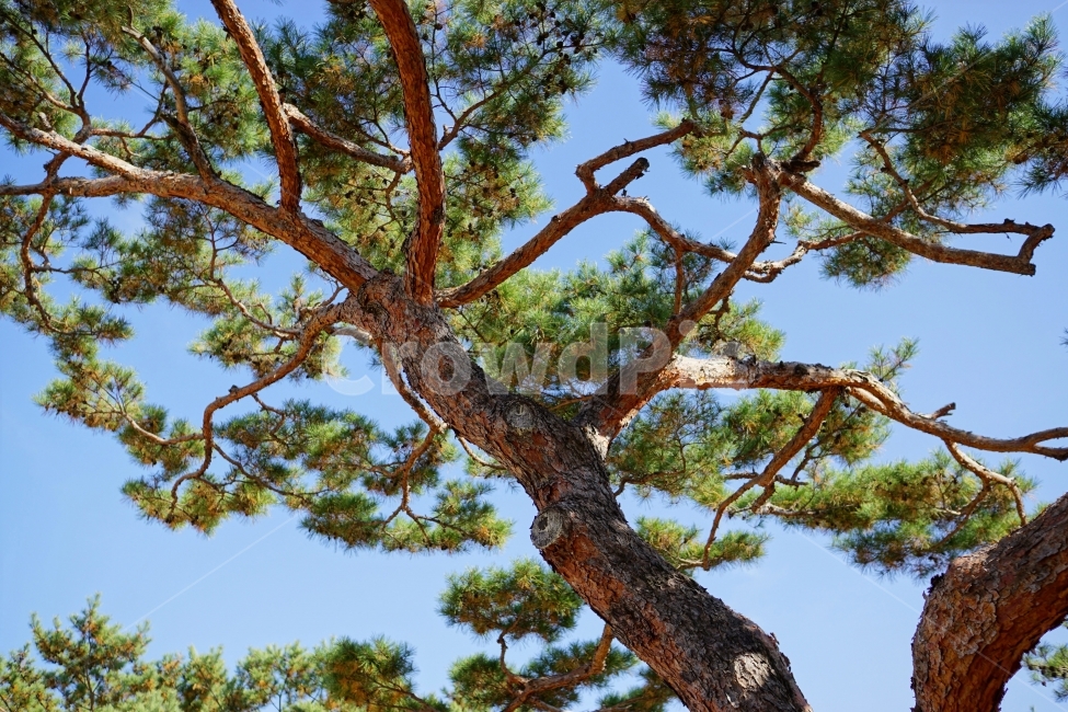 하늘,나무,소나무,나뭇가지,자연,tree,식물,plants,이파리,솔잎,가을,11월,블루,blue,풍경,landscape,한국자연,nature,식물,자연,plants,nature,나무,trees,wood