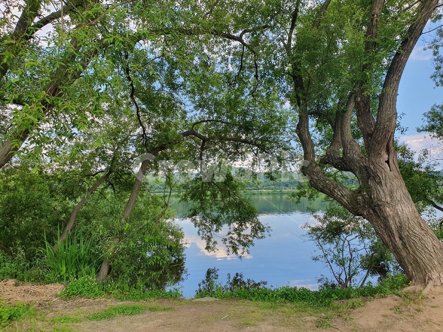 plant,식물,tree,나무,water,물,자연,호수,강가,자연,풍경,nature,landscape,식물,plants,나무,trees,wood