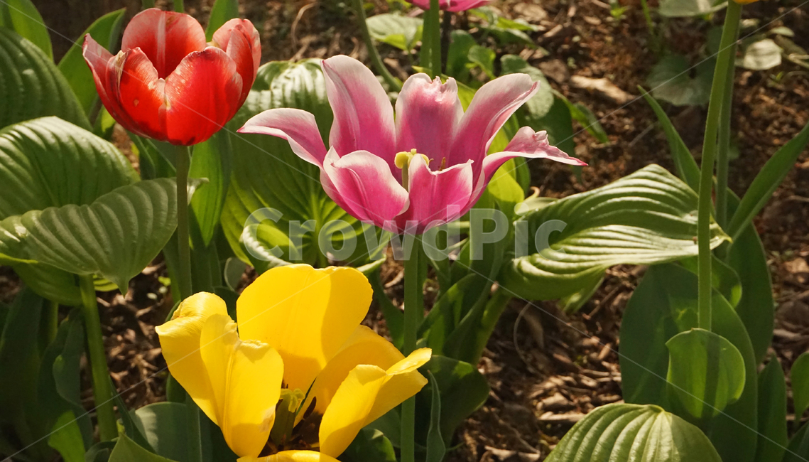 꽃,flower,튤립,flowers,tulip