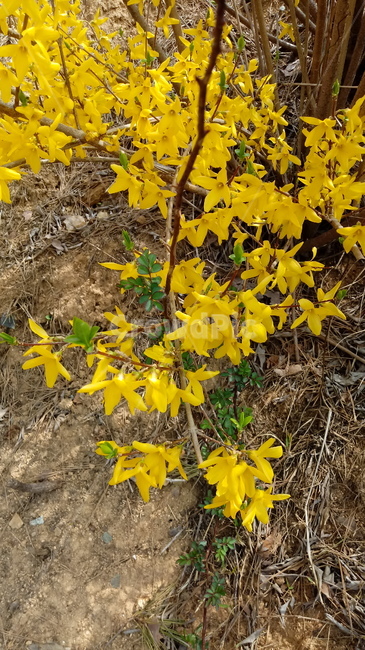 식물,꽃,plant,flower,봄꽃,나무,개나리꽃