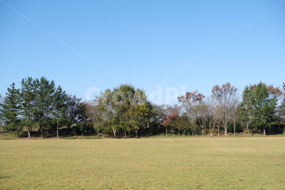 잔디,공원,outdoors,park,식물