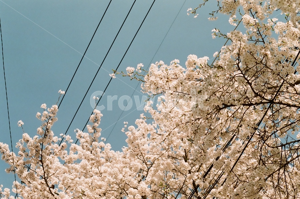 봄,벚꽃,하늘,봄꽃,전깃줄,봄,계절,spring,season,plant,식물,blossom,꽃,flower