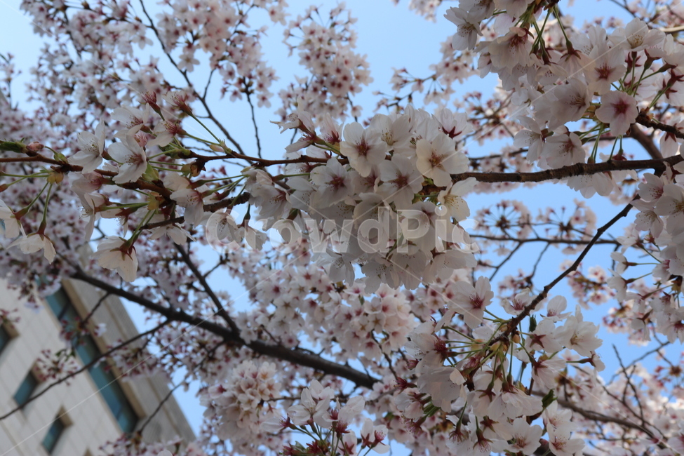 blossom,벚꽃,봄,하늘,벚꽃나무,flower,꽃,식물,자연,plants,nature,꽃,flower