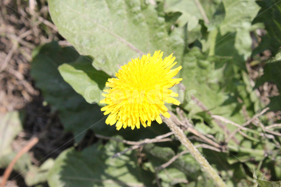 민들레,꽃,식물,자연,nature,dandelion,flower,plant