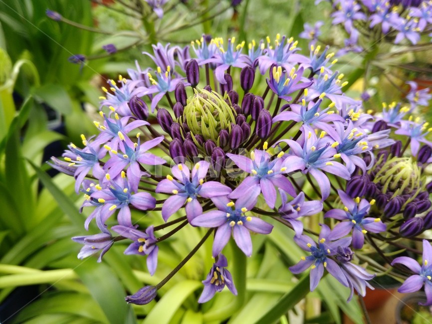 실라꽃,꽃,식물,보라색,scilla