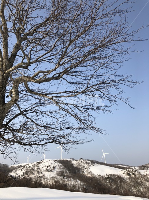 나무,눈,겨울,평창,강원도,하늘,겨울,계절,winter,season,자연,풍경,nature,landscape,한국자연풍경,한국자연경관,korea nature landscape,식물,plants,나무,trees,wood,tree,plant,tree trunk,나무 줄기