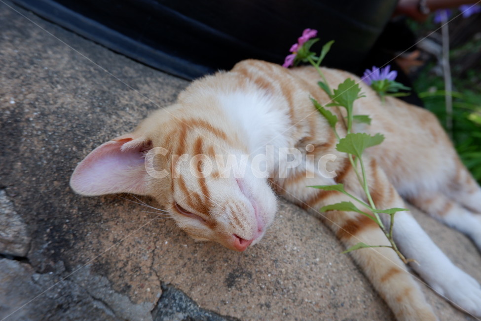 고양이,pet,포유류,animal,동물,cat,flower,sleep,cute,동물,animal,포유류,mammal,고양이,cat,kitten,kitty