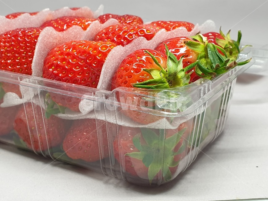 딸기,과일,strawberry,스트로우베리,스트로베리,fruit,프룻,후루츠,후르츠,상품,투명케이스,플라스틱케이스,식품,식자재,식재료,사물,오브젝트,object