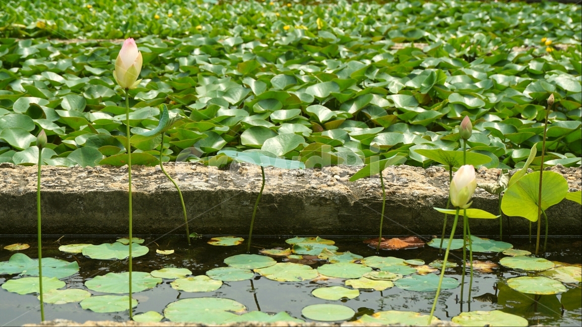 연꽃,연못,자연,여름,lotus,flower,lotusflower,pond,summer,nature,식물,자연,plants,nature,꽃,flower