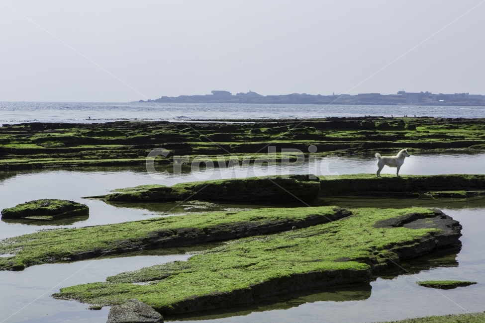 제주도,해변,강아지,바다,이끼,자연,풍경,nature,landscape,한국자연풍경,한국자연경관,korea nature landscape,해변,바다,beach,sea,제주도,jeju,jeju island,동물,animal,포유류,mammal,개,강아지,dog,doggy,outdoors,옥외,land,땅