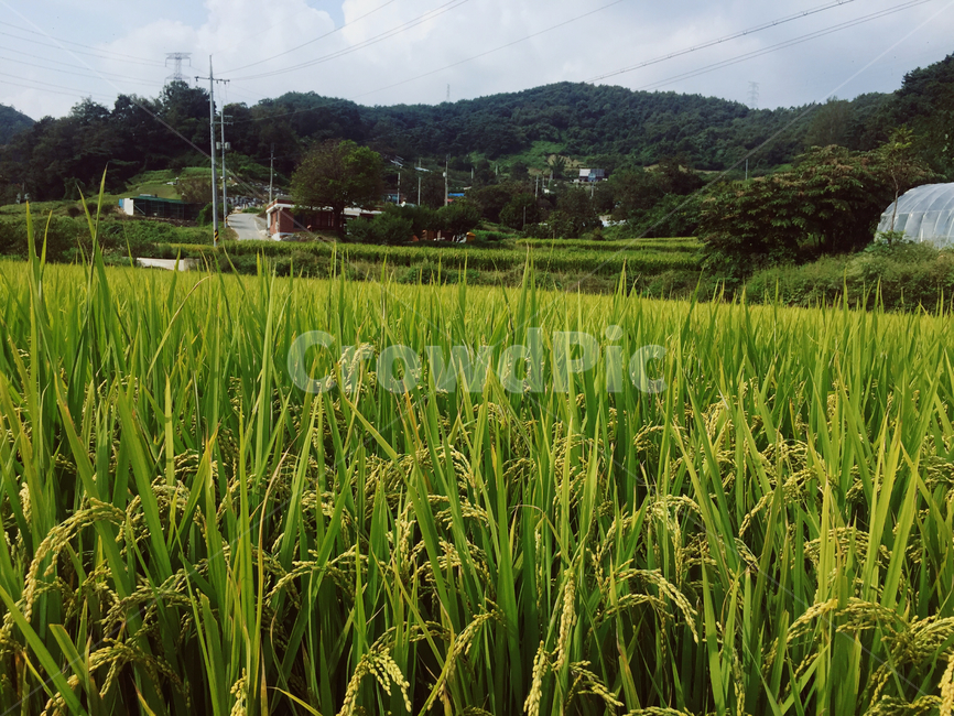 field,자연,nature,countryside,grassland,시골,시골,마을,풍경,landscape,country,rural,town