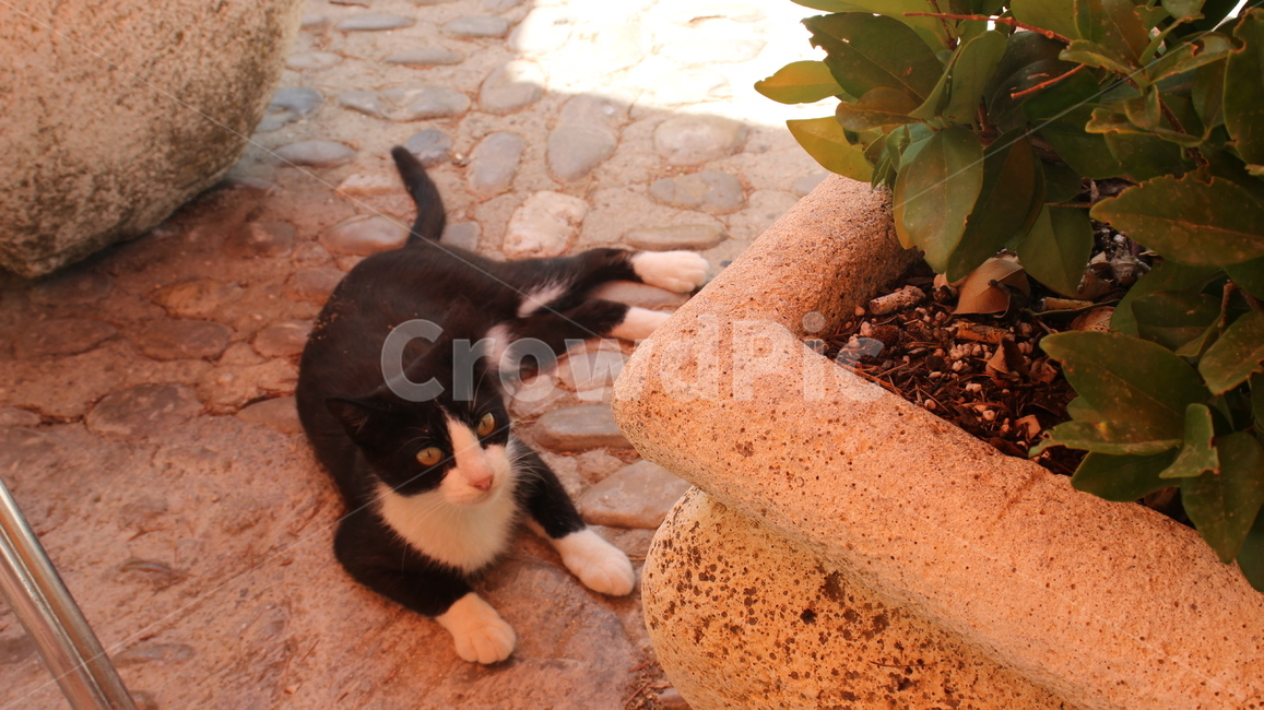 고양이,길,길고양이,귀여움,도시,동물,animal,포유류,mammal,고양이,cat,kitten,kitty