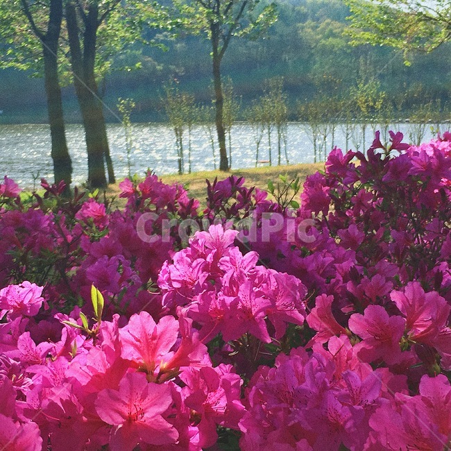 꽃,봄,공원,자연,철쭉,봄,계절,spring,season,식물,자연,plants,nature,꽃,flower,geranium,제라늄,blossom,plant