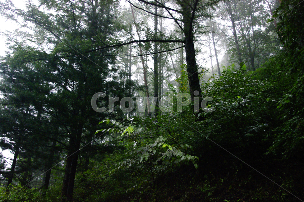 나무,식물,숲,안개,plant,자연,풍경,nature,landscape,tree