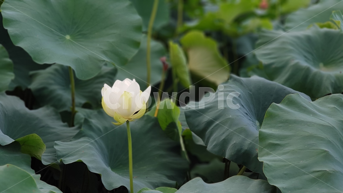 flower,꽃,blossom,연꽃,lotus,plant,식물,식물,자연,plants,nature,꽃,flower