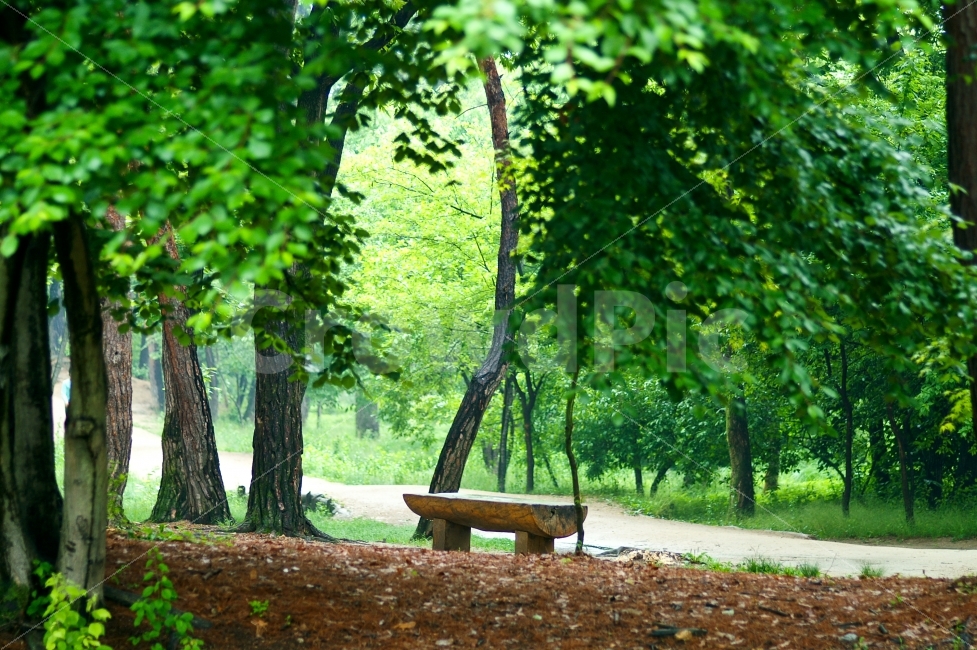 사물,자연풍경,벤츠,길,녹음,숲,비내리는날,휴식,자연,풍경,nature,landscape,휴식,힐링,rest,relaxation,healing,bench,벤치,tree,나무,plant,식물,tree trunk,나무 줄기