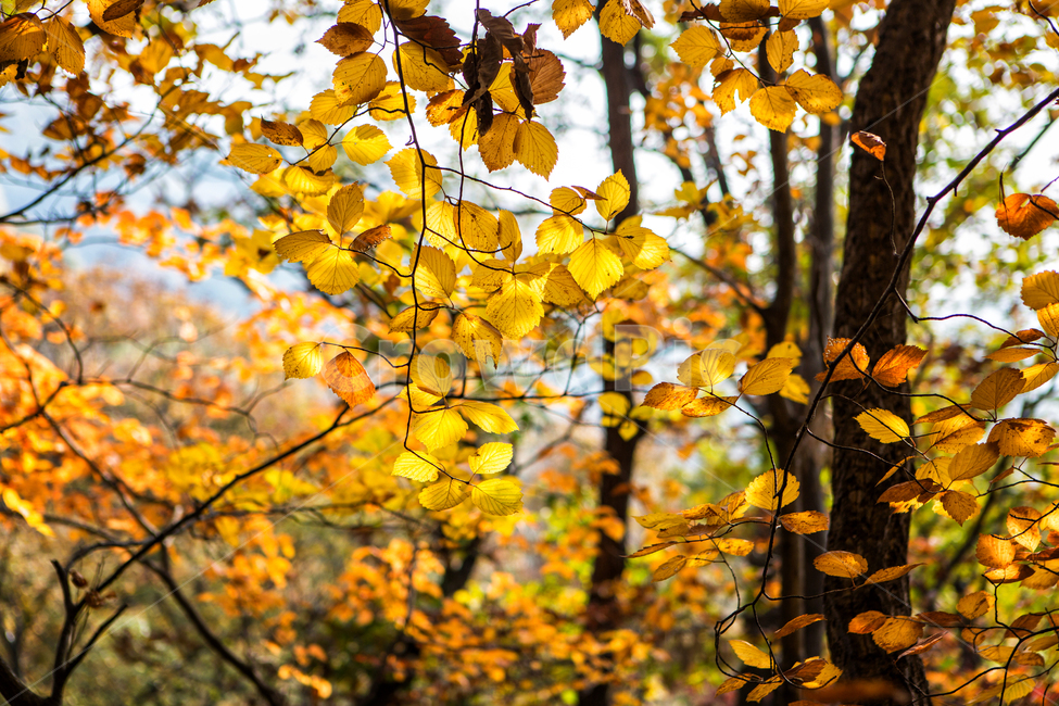 단풍,가을,노랑,나무,잎,알록달록,가을,계절,fall,autumn,season,자연,풍경,nature,landscape,식물,plants,나무,trees,wood,leaf,plant,tree