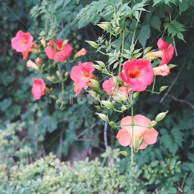 능소화,꽃,여름꽃,자연,식물,summer,season,flowers,nature,식물,자연,plants,nature,꽃,flower