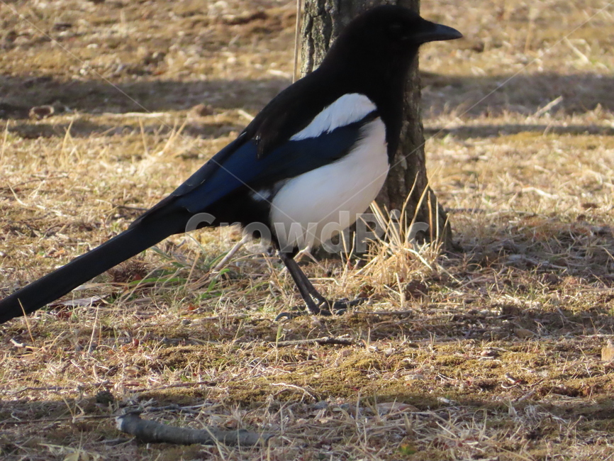 까치,동물,잡초,흙,봄,새,조류,갈색,식물,자연,한국조류,magpie,animal,weed,dirt,nature,spring,bird,brown,flora,동물,animal,조류,새,birds
