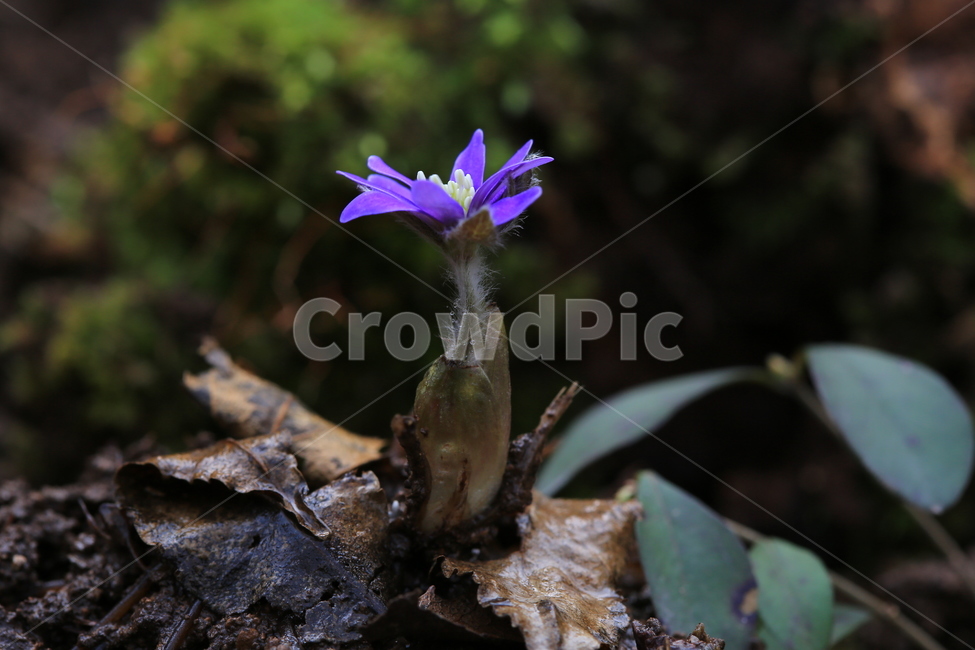 moss,이끼,plant,식물,blossom,flower,꽃,노루귀,청노루귀,털,노루귀털,식물,자연,plants,nature,꽃,flower
