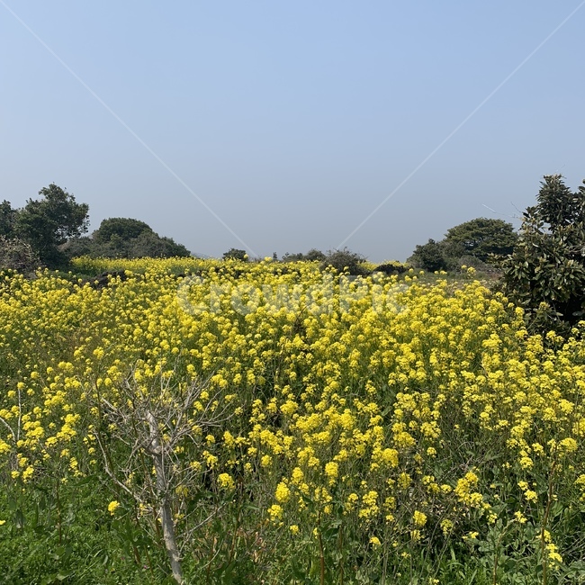 제주,나무,유채꽃,꽃,하늘,봄,계절,spring,season,자연,풍경,nature,landscape,outdoors,옥외,grassland,목초지,field,들,meadow,farm,농장,rural,농촌
