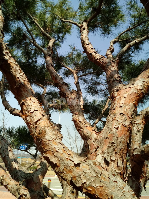 나무,나무가지,나무줄기,식물,treetrunk,plant,tree,outdoors,자연,소나무