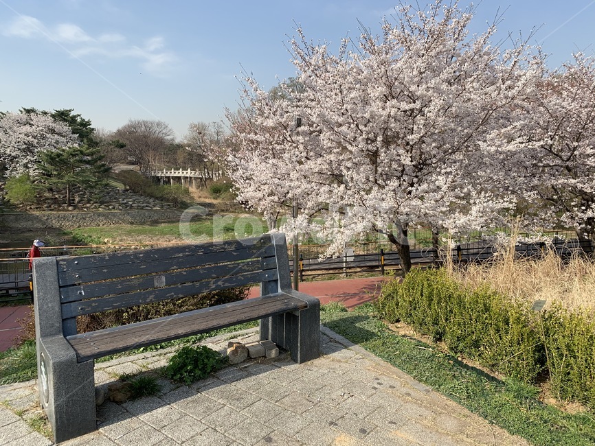 plant,식물,cherryblossom,벚꽃,벤치,휴식,파란하늘