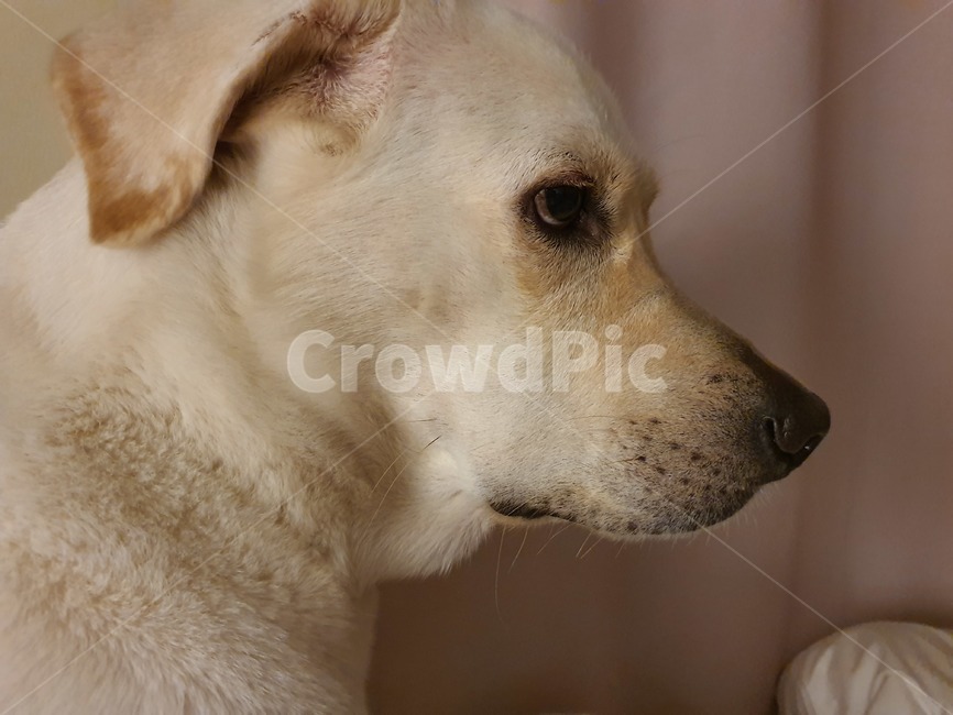 pet,labradorretriever,래브라도리트리버,dog,개,동물,강아지,온화한,평온한,조용한,대형견,댕댕이,동물,animal,포유류,mammal,개,강아지,dog,doggy