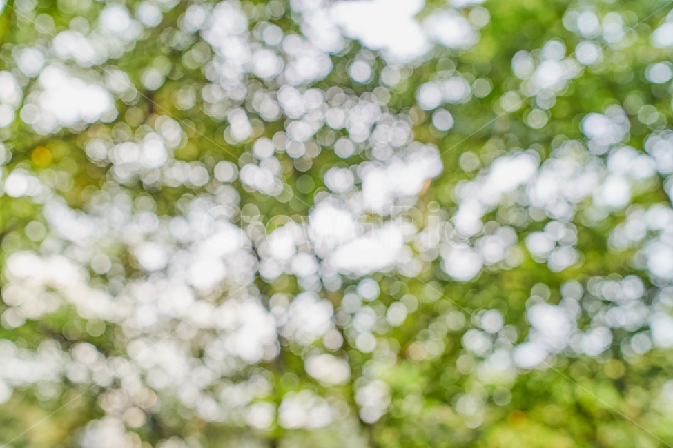 보케,bokeh,숲,빛,circle,바탕화면,background,forest,light,감성,sensible,feeling,휴식,힐링,rest,relaxation,healing