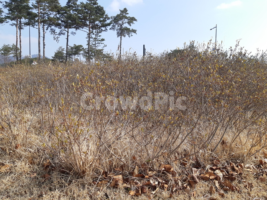 식물,plant,자연,겨울식물,나무