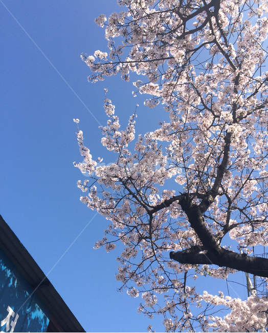 벚꽃,꽃,봄,벚꽃나무,벚꽃축제,봄날,spring,nature,봄,계절,spring,season,plant,식물,flower,blossom