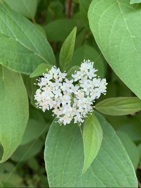 사랑,식물,꽃,flower,하트,식물,자연,plants,nature
