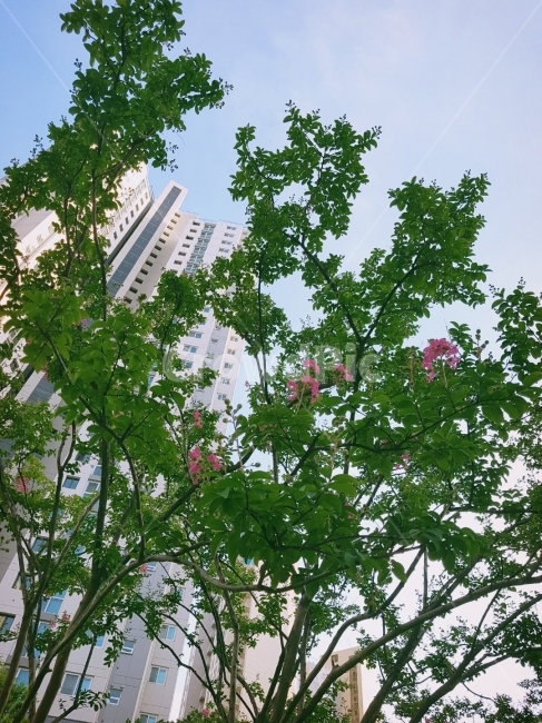 베롱나무꽃,건물,아파트,건축,여름,하늘,식물,자연,plants,nature,나무,trees,wood,건축물,건물외관,exterior,building,structure,architecture,construction