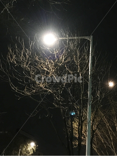 풍경,scenery,나무,tree,나무줄기,treetrunk,생활,life,빛,light,플레어,flare,조명,lighting,어둠,darkness,밤,night,가로등,streetlamp