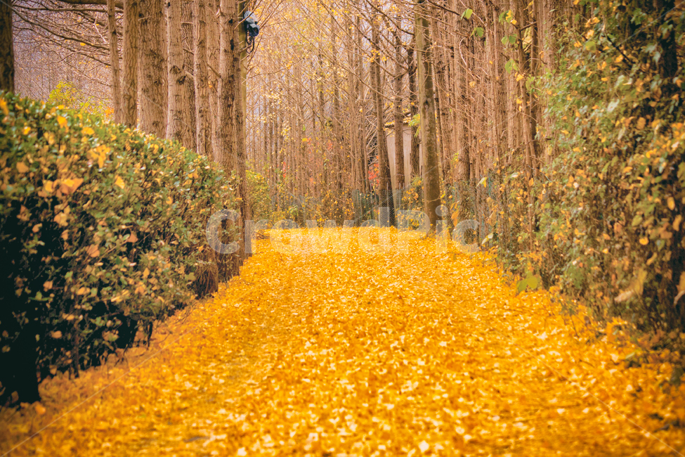 가을,낙옆,단풍,계절,자연,풍경,fall,maple,seasons,autumn,nature,landscape,숲,forest,나무,tree,길,road,가을,계절,fall,autumn,season,자연,풍경,nature,landscape,plant,식물