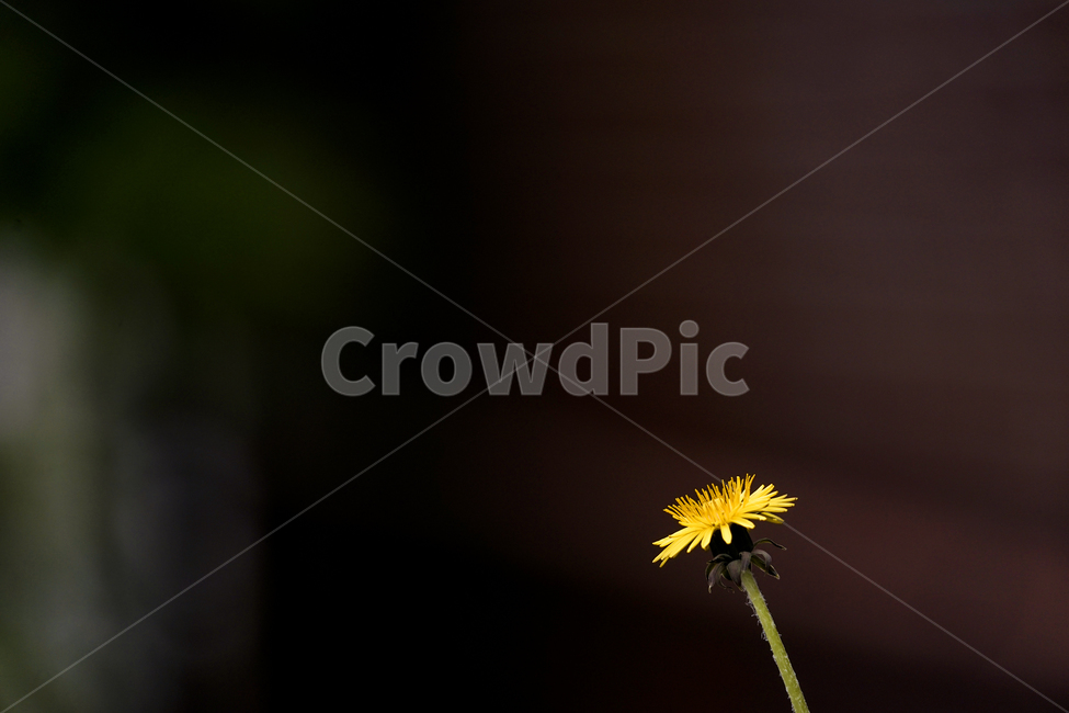 식물,plant,꽃,flower,민들레,노랑,dandelion,식물,자연,plants,nature,꽃,flower