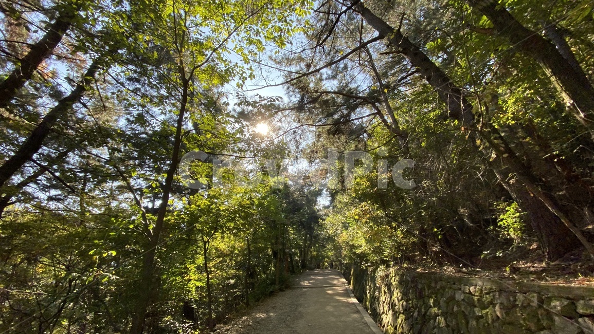 garden,정원,산책,산책로,11월,12시,정오,숲,나무,길,걷기,앞산,햇살,november,fall,walk,mountain,forest,road,walkingtrails,daegu