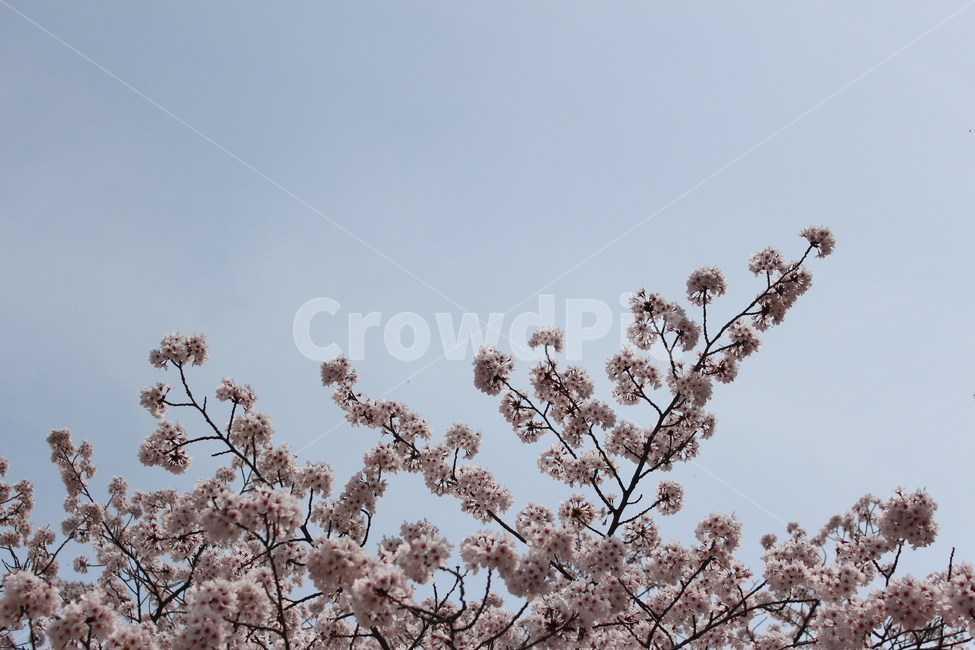 봄,벚꽃,spring,하늘,대조,색감,분위기,sensitive,feeling,flower,꽃나무,tree