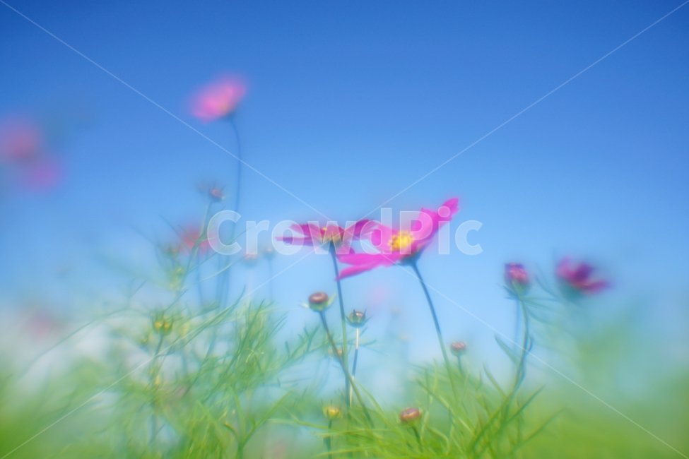 가을,꽃,야생,코스모스,식물,자연,가을,계절,fall,autumn,season,식물,자연,plants,nature,꽃,flower,plant,grass,잔디