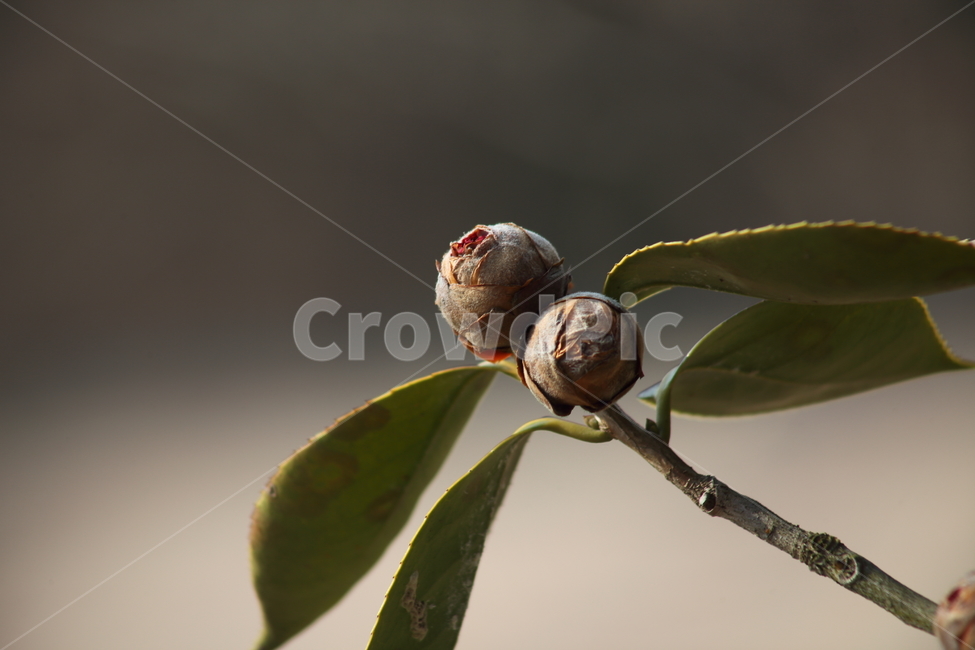꽃봉우리,동백,식물,flower,camellia,봄꽃,봄,Camelliajaponica,식물,자연,plants,nature