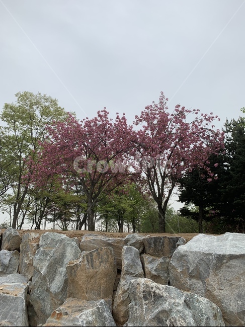 벚꽃,겹벚꽃,나무,자연,봄,벚꽃나무,바위