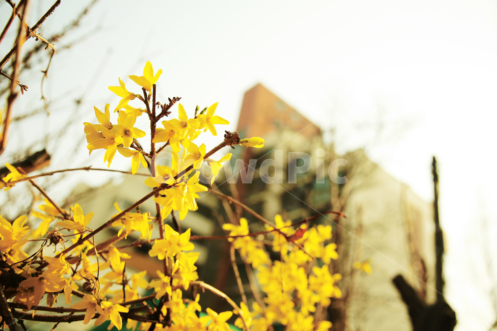 plant,식물,leaf,잎,개나리,개나리꽃,봄꽃,꽃