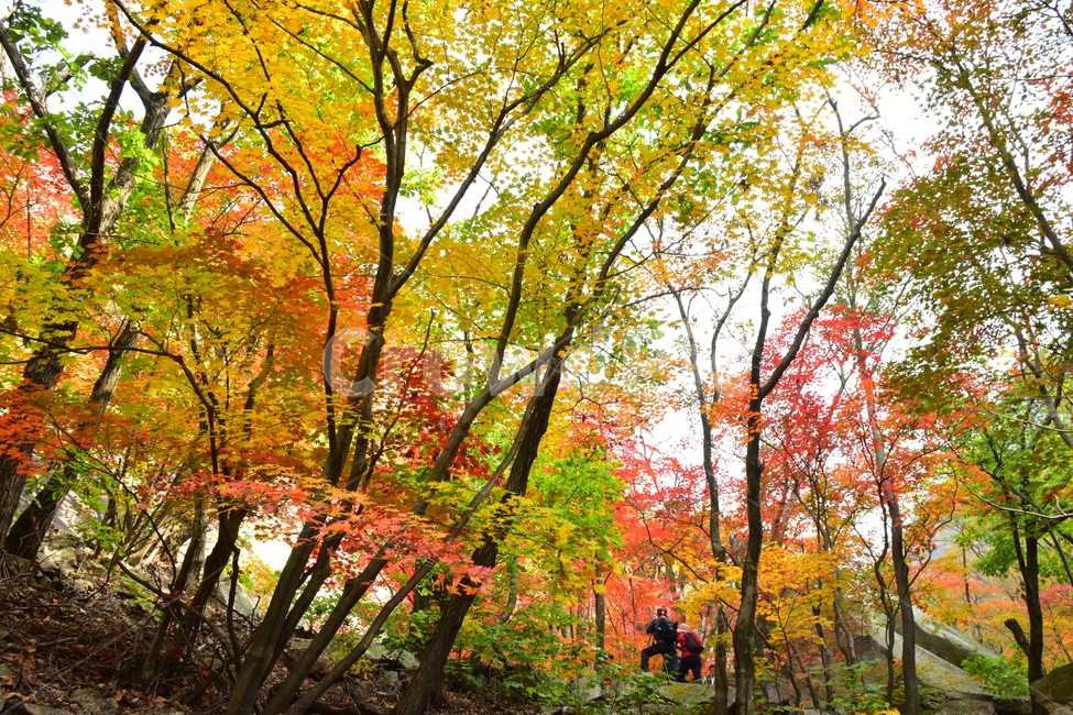 가을,단풍,자연,풍경,북한산,잎,단풍잎,붉은,나무,계절,계곡,숲,힐링,plant,fall,autumn,season,forestnature,landscape,한국자연풍경,한국자연경관,korea,tree,maple,leaf,가을,계절,fall,autumn,season,자연,풍경,nature,landscape,식물,plants,나무,trees,wood