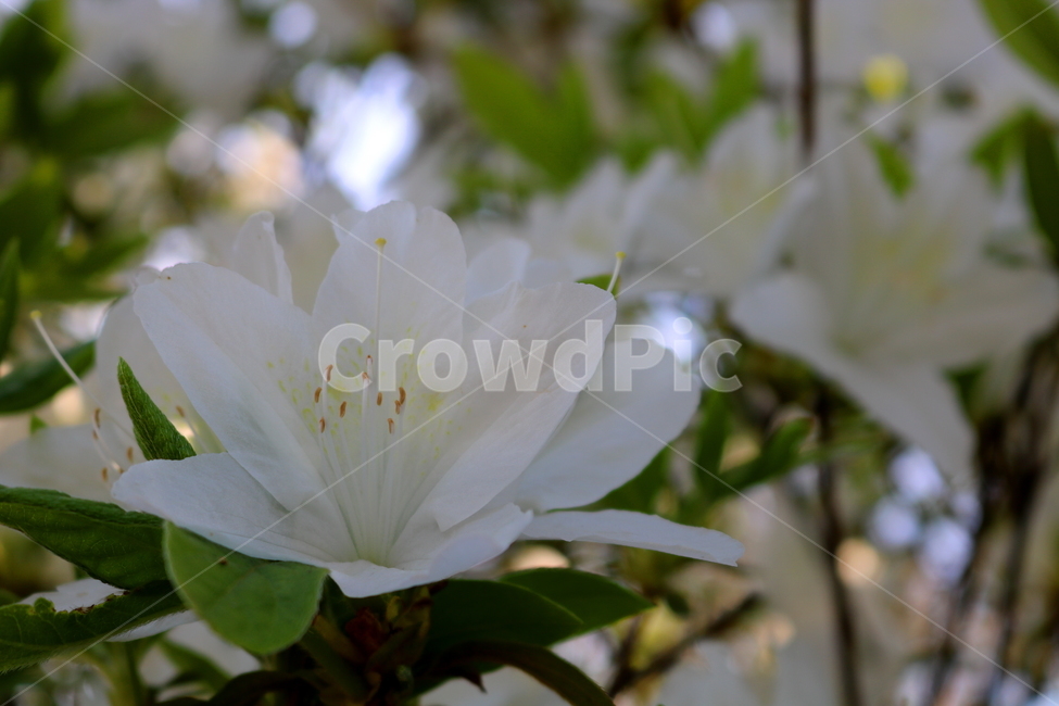 꽃,철쭉,철쭉꽃,진달래,식물,나무,흰꽃,자연,봄,식물,자연,plants,nature,꽃,flower