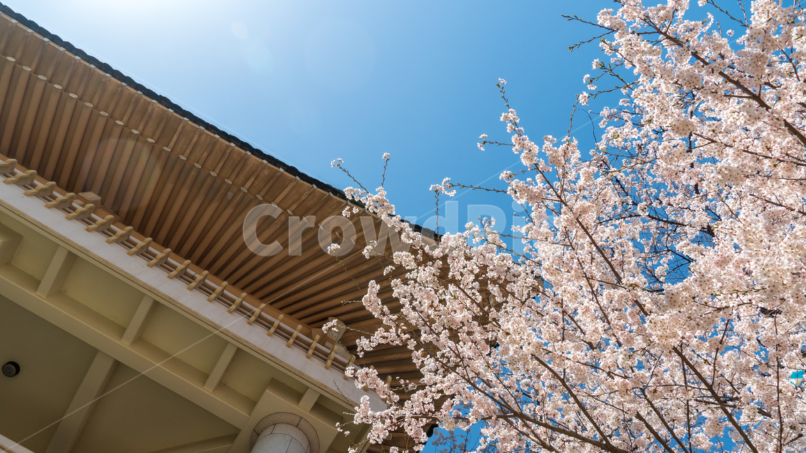 벚꽃,봄,벚꽃나무,자연,꽃,flower,spring,파란하늘,식물,푸른하늘,봄,계절,spring,season,식물,자연,plants,nature,꽃,flower,plant