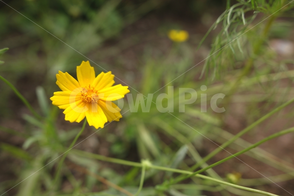 꽃,감성,느낌,노랑꽃,풀,봄,배경,ppt,식물,자연,plants,nature,봄,계절,spring,season,꽃,flower,plant