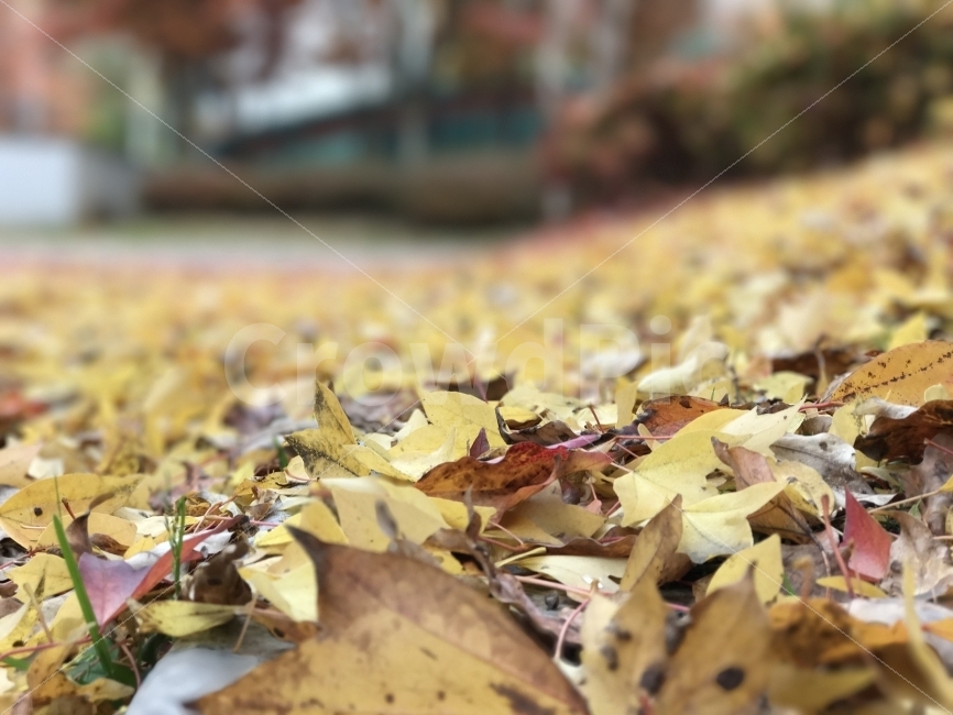 낙엽,노란색,거리,가을,단풍,도로,바닥,공원,가을,계절,fall,autumn,season,식물,자연,plants,nature,plant,leaf,잎,tree,나무