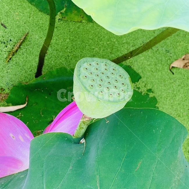 연꽃심,lotus,연꽃,꽃턱,꽃받침,연꽃꽃턱