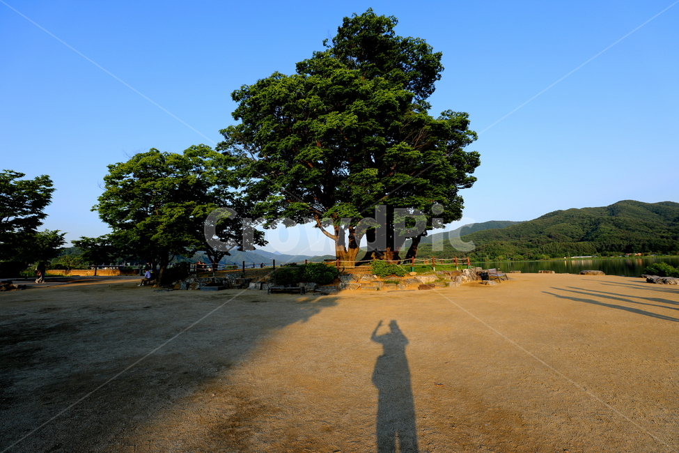 그림자,풍경,나무,하늘,두물머리,shadow,자연,풍경,nature,landscape,한국자연풍경,한국자연경관,korea nature landscape,식물,plants,나무,trees,wood,road,도로,gravel,자갈,dirt road,흙길,asphalt,아스팔트
